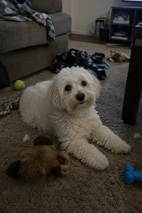 Pet Photoshoot: the original photo