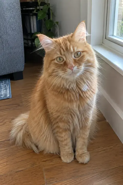 Royal Pet Portrait: the original photo