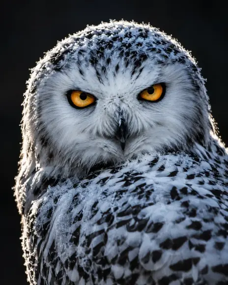 Image made with GPT Image 2.5 Flare: Close-up portrait of a snowy owl with piercing amber eyes, every feather tipped with frost